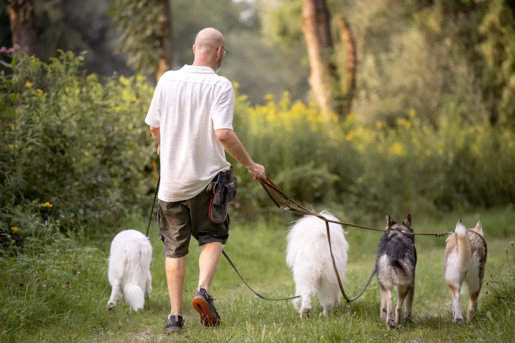 Marios Hundebetreuung Landshut beim individuellen Gassigehen mit mehreren Hunden
