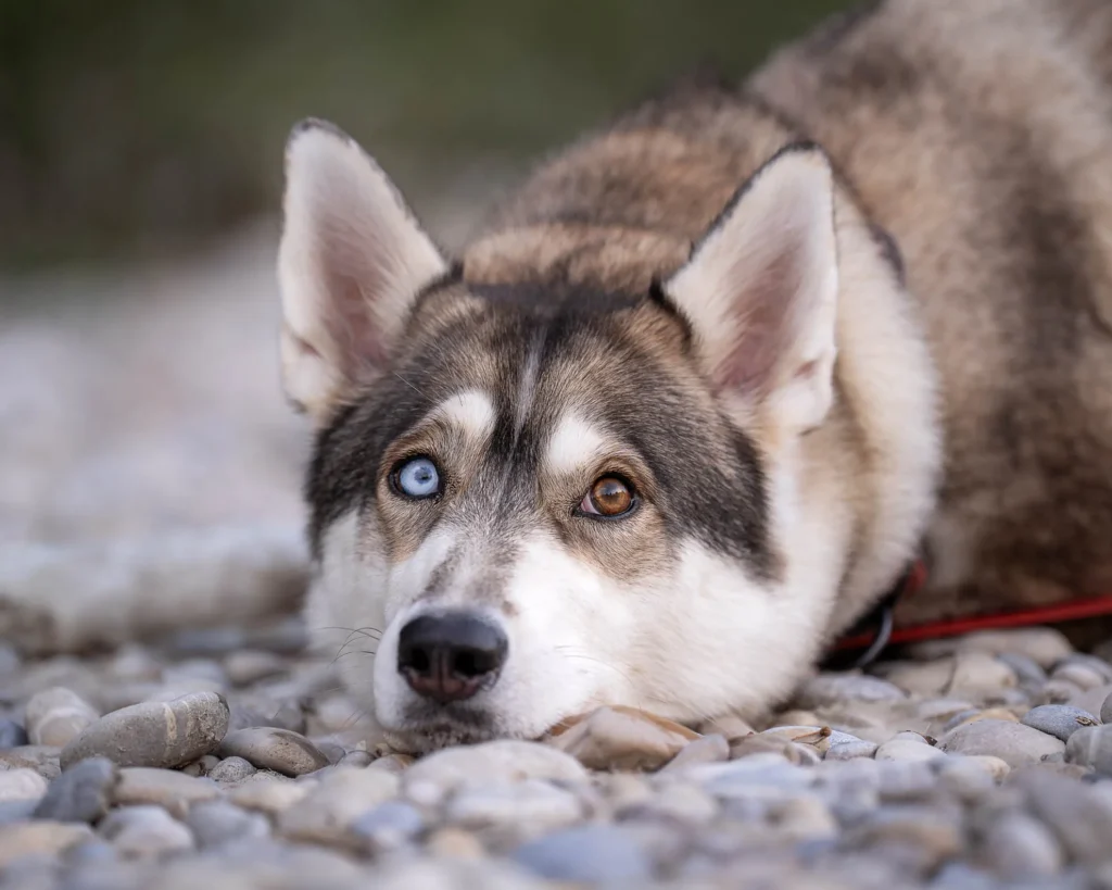Husky, der sich in der Hundebetreuung Landshut bei Mario sehr wohlfühlt